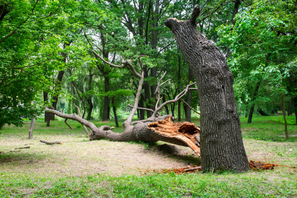 How Our Tree Care Process Works  in  Dana Point, CA