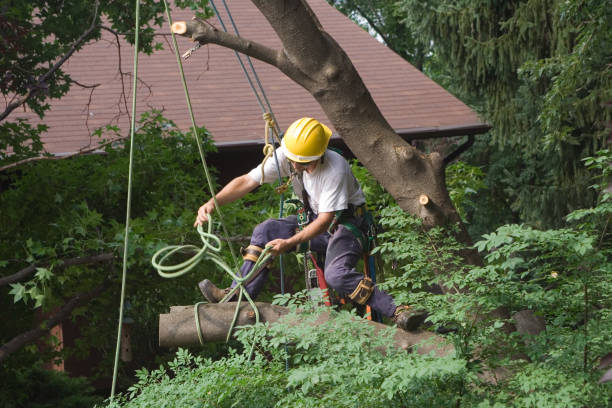 Best Tree Cabling and Bracing  in Dana Point, CA